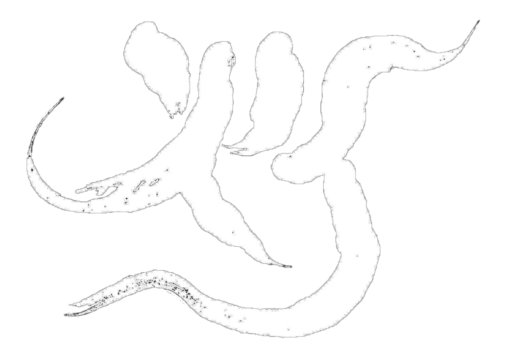 合同会社 tomoshibi